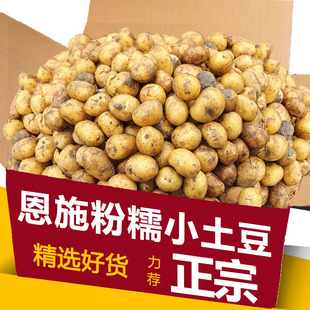 2025恩施小土豆现挖湖北新鲜黄心土豆当季蔬菜整箱迷你马铃薯洋芋