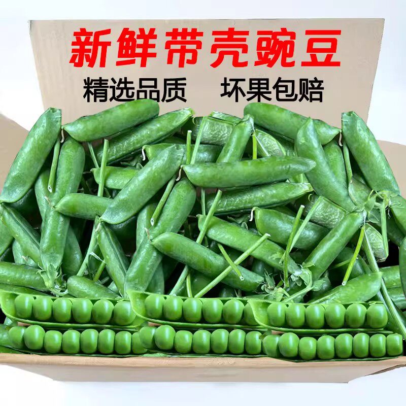 现摘青皮豌豆2斤,香甜好吃!