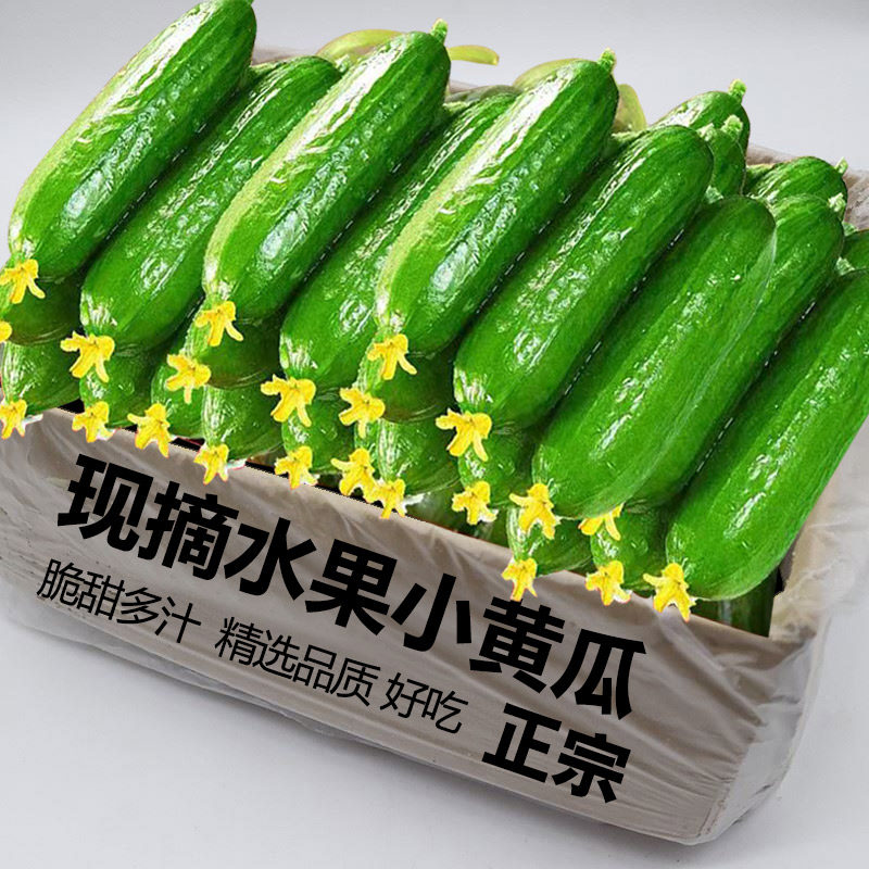 现摘水果黄瓜新鲜黄瓜甜脆小青瓜荷兰蔬菜农家自种生吃包邮
