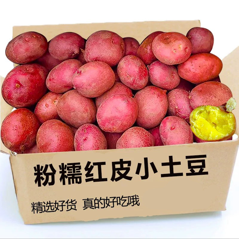 新鲜云南红皮土豆黄心大红洋芋农家蔬菜现挖现发新鲜高山自种批发