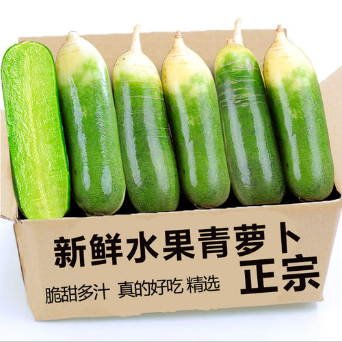 现挖萝卜水果萝卜甜脆水果型潍县沙窝青萝卜新鲜生吃正宗脆甜