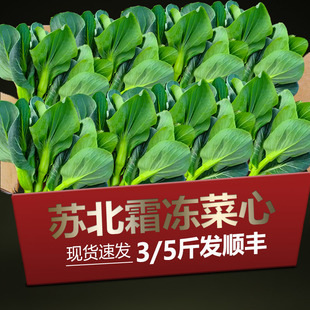 青菜苔新鲜现摘甜青菜头菜心苏州青农家霜冻矮脚青3斤5斤顺丰包邮
