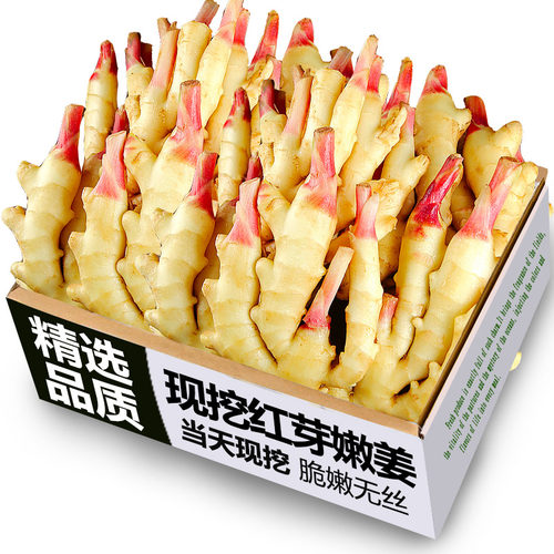 新鲜嫩姜仔姜红芽嫩姜当天现挖子姜指头生姜应当季醋泡姜整箱包邮