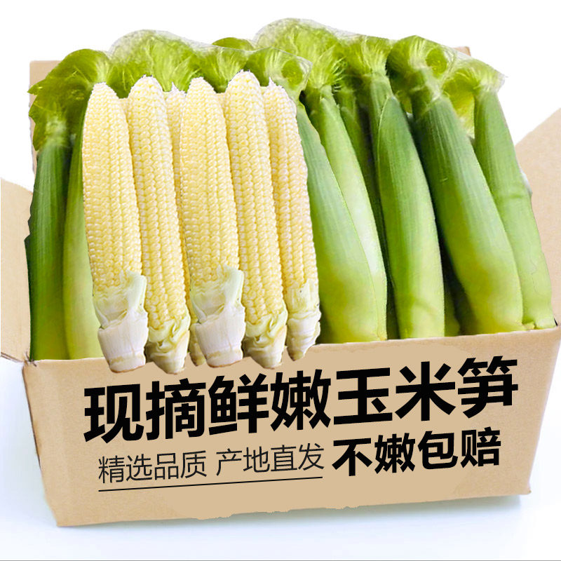 现摘玉米笋新鲜甜脆嫩水果玉米芯仔整箱迷你小玉米棒子蔬菜包邮