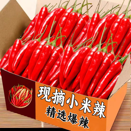 【怕辣别买】2025新鲜特辣小米辣
