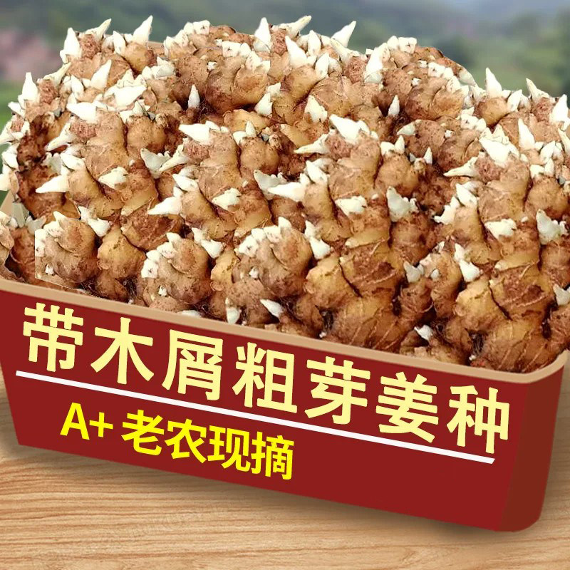小黄姜姜种2斤,送肥料!