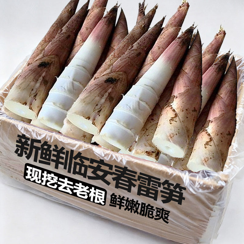 正宗临安天目雷笋新鲜现挖嫩笋尖油焖笋农家蔬菜竹笋2斤整箱春笋5