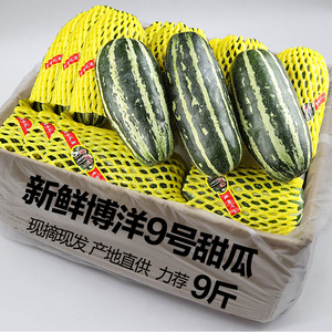 山东博洋9号甜瓜5斤新鲜水果当季整箱包邮羊角九号大果脆甜香蜜瓜