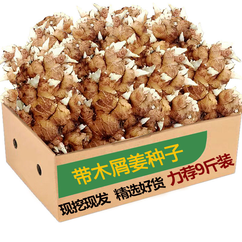 生姜种籽生姜种植苗大姜种子黄姜苗种植生姜苗姜种带芽姜种子包邮