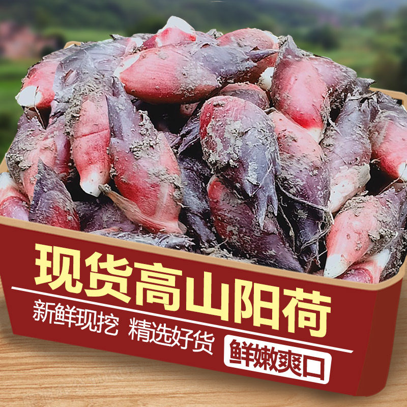 新上市贵州新鲜现摘阳荷姜当季