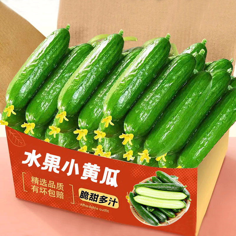 水果小黄瓜新鲜小黄瓜青瓜山东生吃脆嫩清甜旱黄瓜白玉花整箱