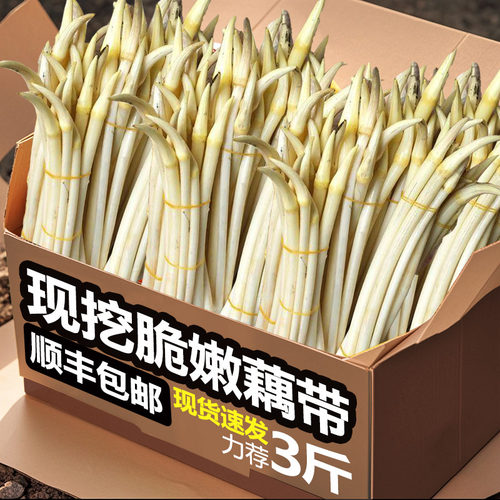 藕带新鲜现采顺丰藕尖湖北特产肠子藕苫现挖莲藕尖藕蔬菜包邮