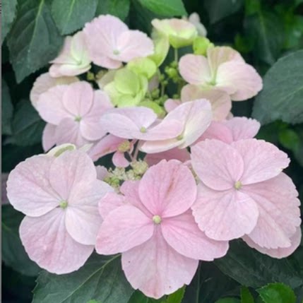 【沁心】小规格 粉落跑新娘 绣球花卉盆栽 植物阳台庭院花园植物