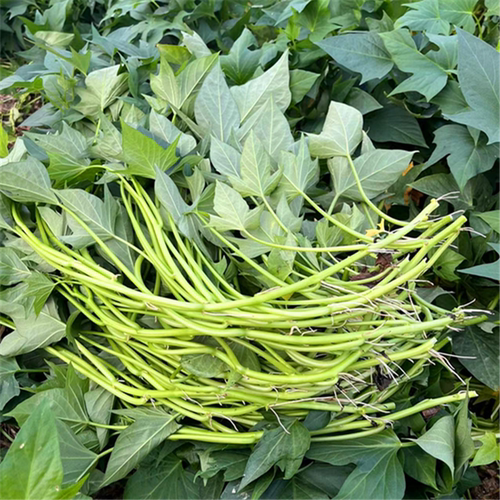 叶型新鲜五叉红薯专吃瓜苗