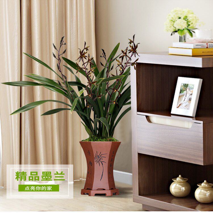 兰花苗蕙兰带花苞浓香型矮种圆头开荷瓣花室内盆栽绿植客厅办公室