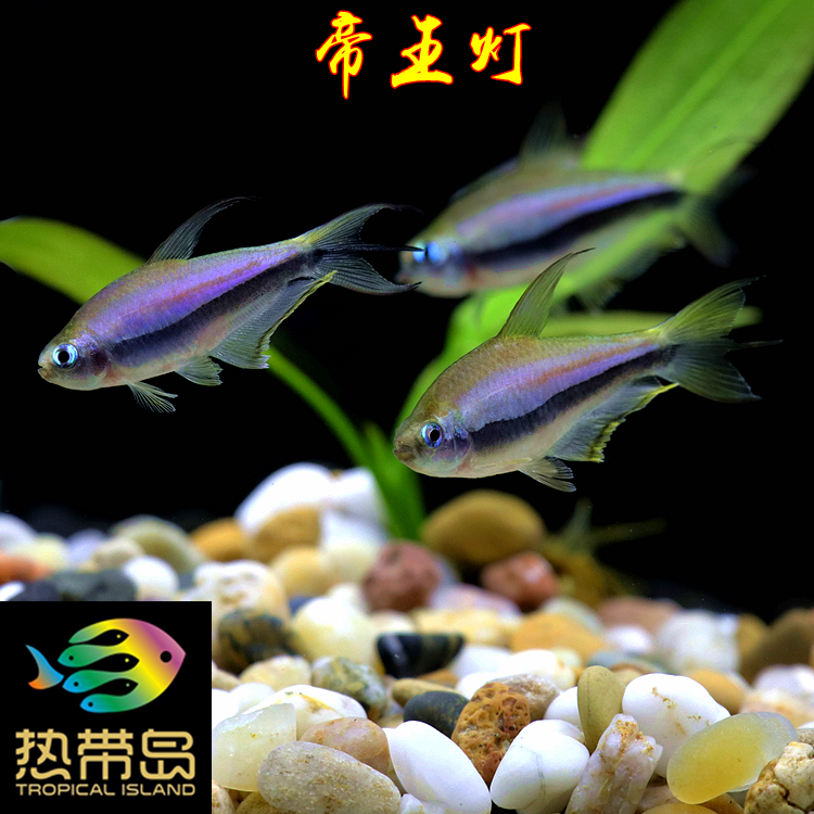 水草鱼灯鱼热带鱼淡水鱼帝王灯进口鱼观赏鱼容易饲养群游温驯混养