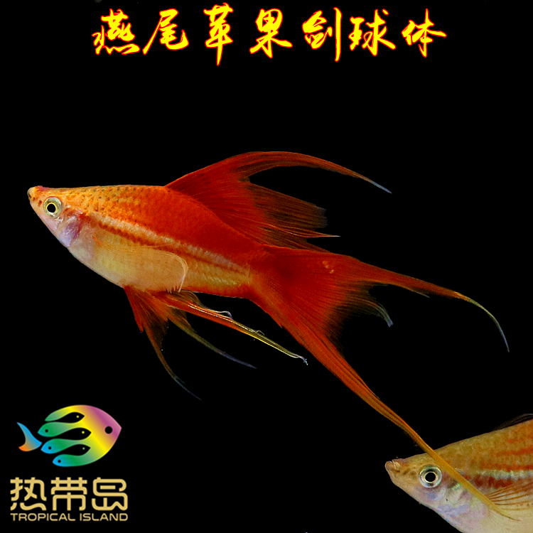 热带鱼精品鱼燕尾苹果剑球体观赏鱼活体红剑鱼淡水鱼容易饲养杂食