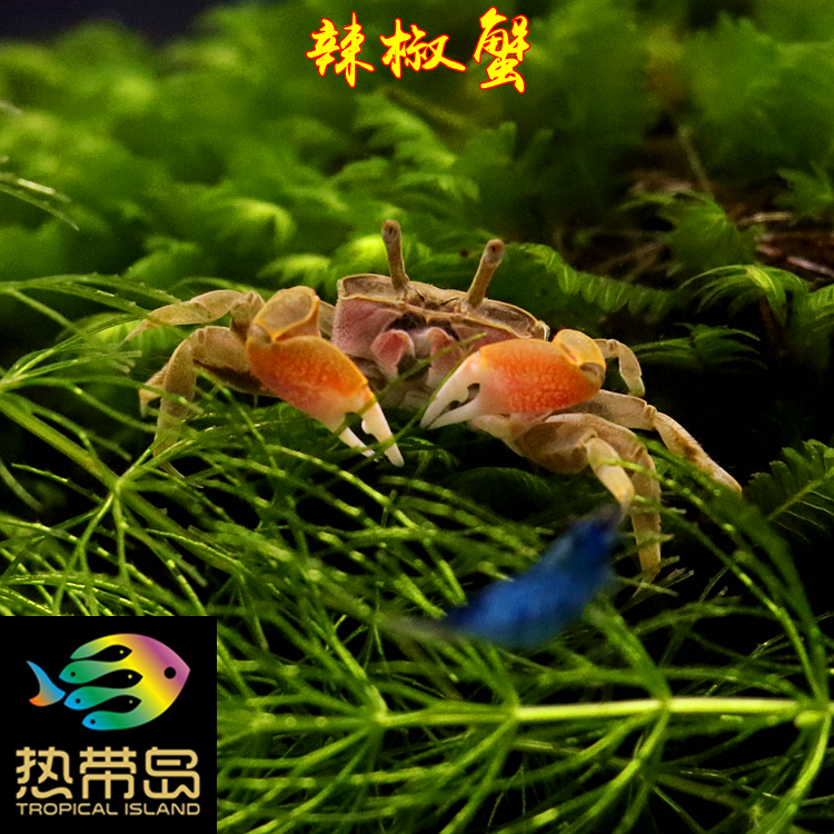 观赏蟹活体可鱼虾混养迷你蟹辣椒蟹深水蟹吃涡虫宠物螃蟹活体可爱