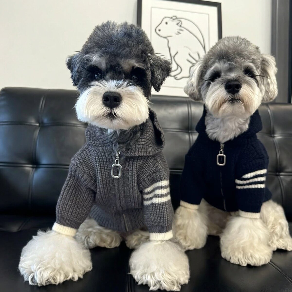 宠物猫狗春秋保暖针织连帽小型犬雪纳瑞泰迪马甲宠物服装可爱毛衣