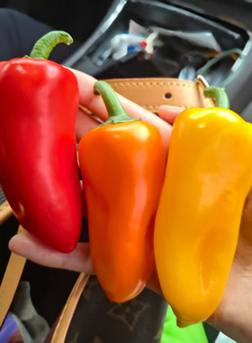 三色水果甜椒种子 小甜椒种子橙色甜椒种子黄色甜椒种子红色甜椒
