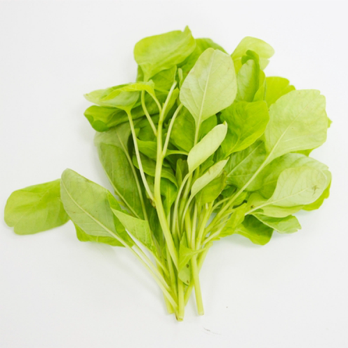 特色圆叶苋菜种子肉厚耐热
