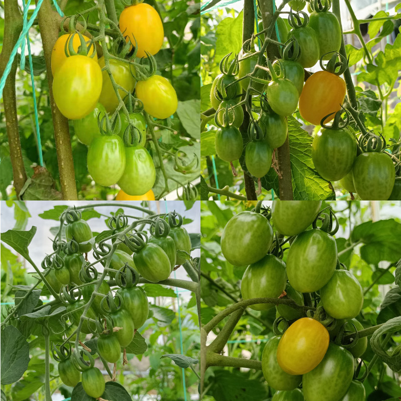 自打顶型黄色樱桃番茄种子