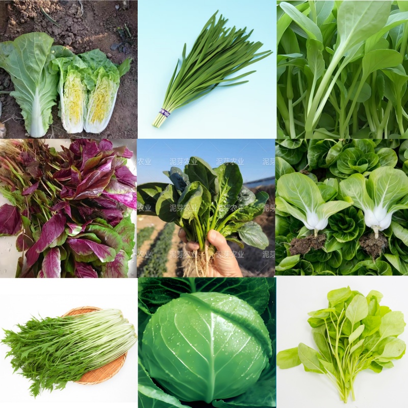 四季速生叶菜种子合集新手易栽培
