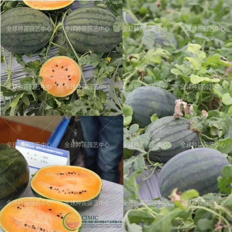 32025西瓜种子双黄蛋西瓜种子黄皮橙肉西瓜种子,农用物资,蔬菜种子/种苗,淘宝优惠券,粉丝福利购,淘宝优惠卷