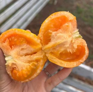 金鸿黄番茄种子黄金大口感番茄沙瓤多汁适合生吃凉拌榨汁做金汤