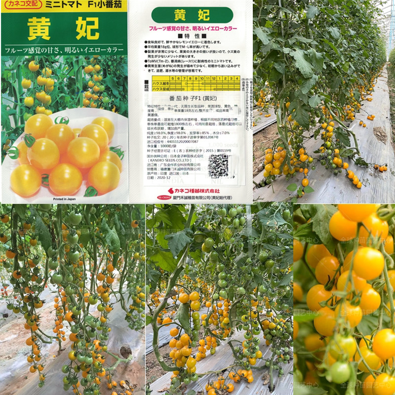 日本黄妃樱桃番茄种子皮薄多汁图片