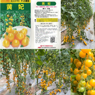 日本原装黄妃番茄种子 黄妃樱桃番茄种子 皮薄多汁黄色小番茄种子