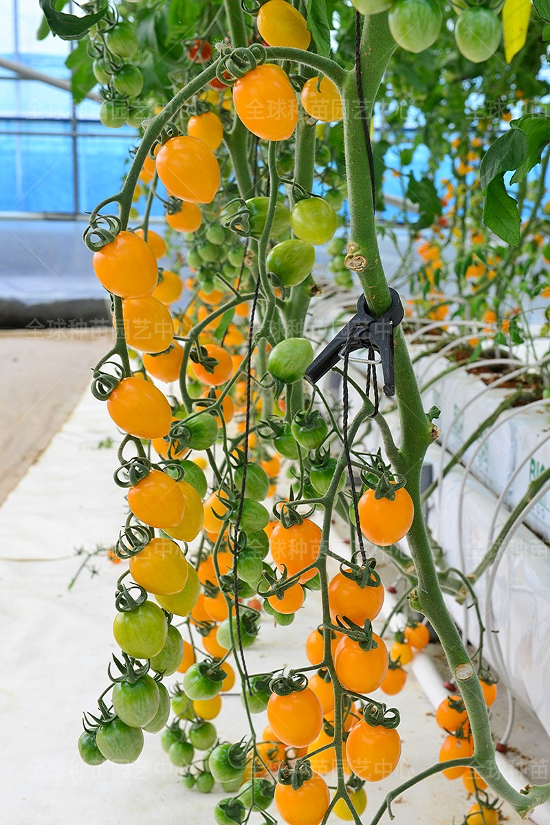 黄橡子番茄种子 韩国原装进口长椭黄色小番茄 甜味小番茄种子