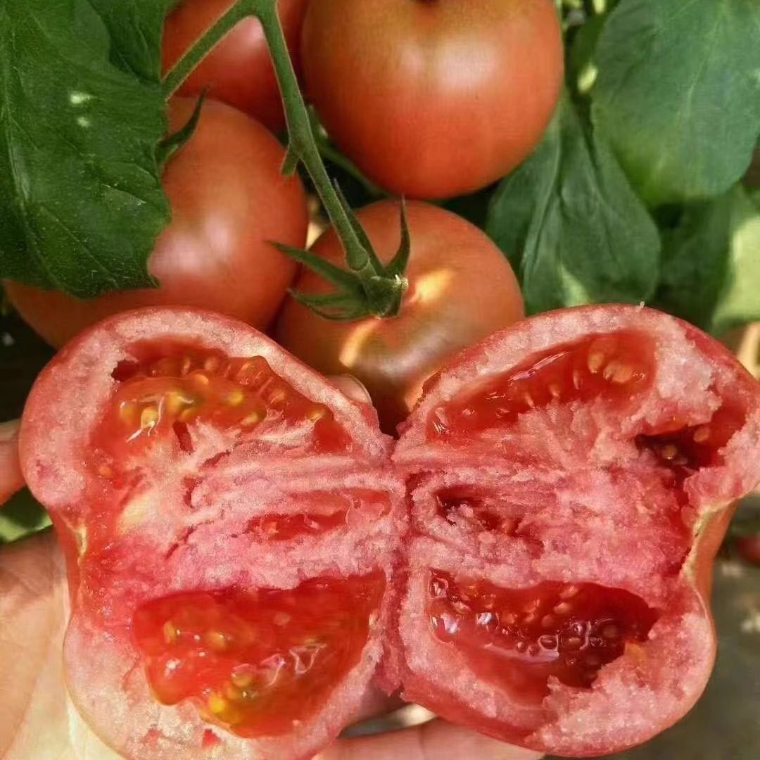 丽莎大番茄种子口感好产量↑适合水果菜用两用鲜食多汁,农用物资,蔬菜种子/种苗,淘宝优惠券,粉丝福利购,淘宝优惠卷