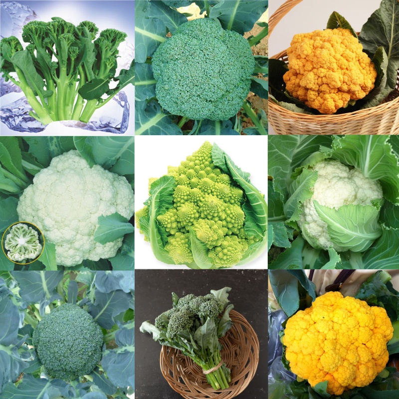 花菜种子合集西兰花菜花宝塔菜花
