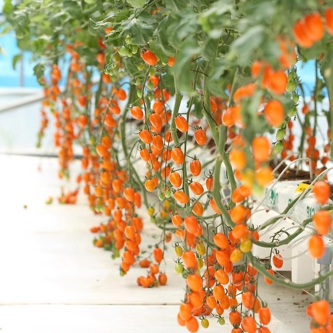 桔橡子番茄种子原装进口橘色番茄种子糖度口感好纯甜橙橡子番茄,农用物资,蔬菜种子/种苗,淘宝优惠券,粉丝福利购,淘宝优惠卷