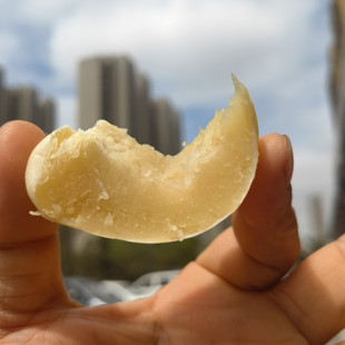 惠和白贝贝迷你白南瓜种子 白贝贝南瓜种子果肉白黄色 白baby南瓜