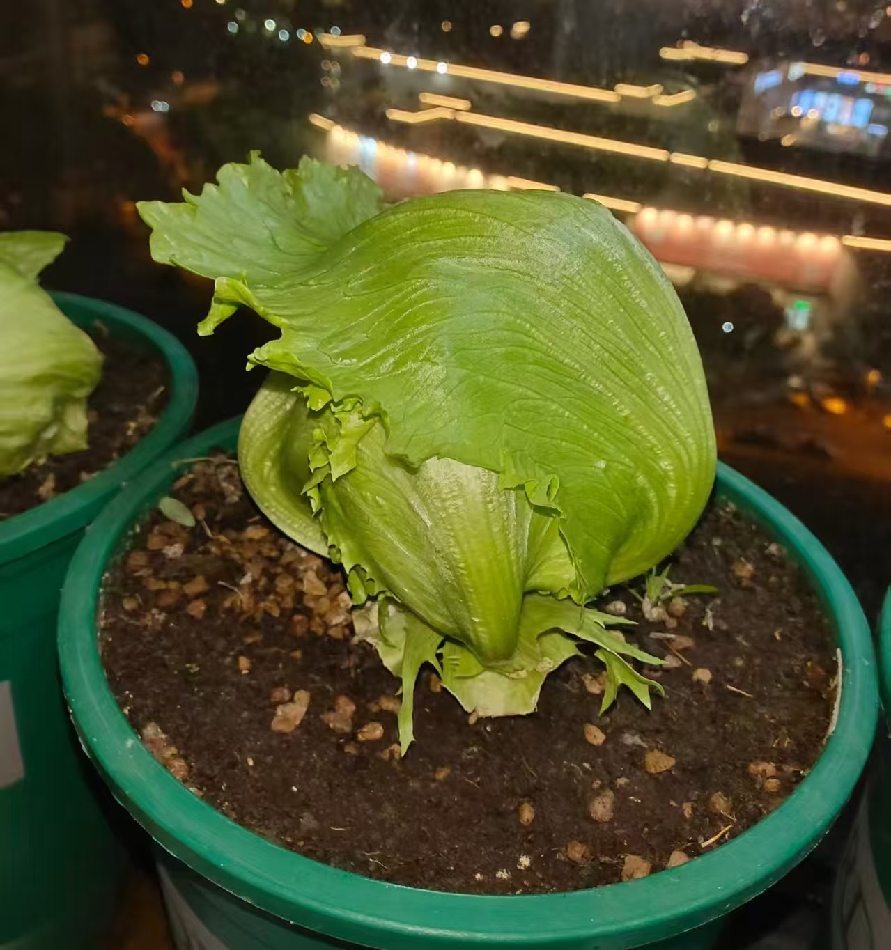 肯德基供应商用的球生菜种子口感甜脆沙拉球生菜种子水培土培生菜,农用物资,蔬菜种子/种苗,淘宝优惠券,粉丝福利购,淘宝优惠卷