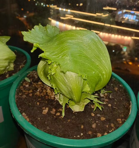 肯德基汉堡结球生菜种子沙拉菜