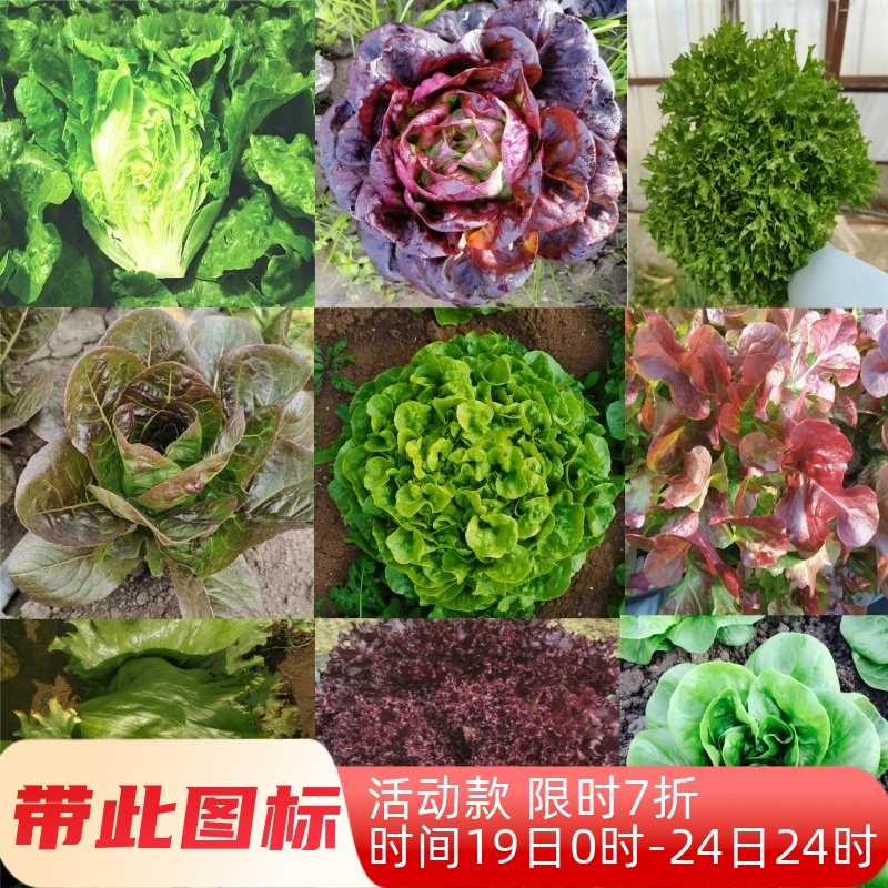 生菜种子合集散叶生菜种子水培沙拉生菜种子新手阳台彩虹生菜种子,农用物资,蔬菜种子/种苗,淘宝优惠券,粉丝福利购,淘宝优惠卷