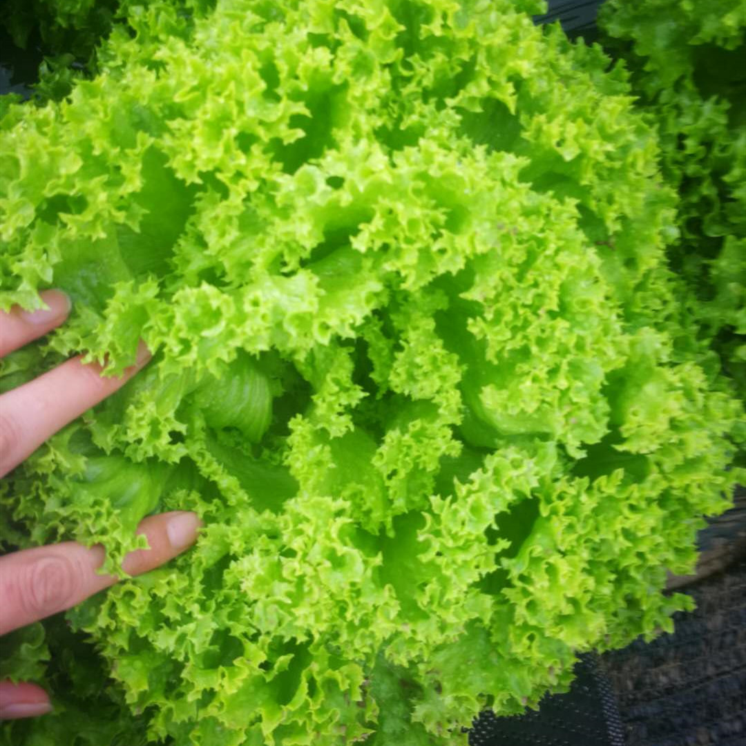 沙拉绿色散叶生菜种子罗莎绿