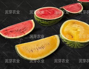 金色罗皇大西瓜种子 花皮橙黄肉大西瓜种子