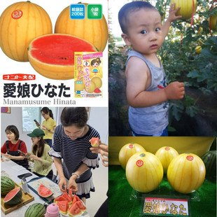 日本黄皮爱娘西瓜种子黄皮红肉礼品西瓜种子盆栽西瓜种子代理直销