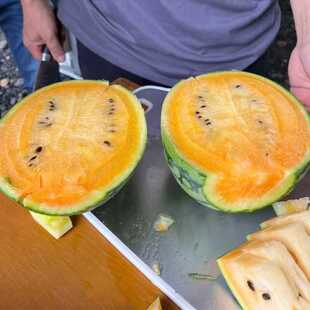 黄露西瓜种子花皮橙色果肉西瓜种子肉质脆甜无渣中玉类型西瓜