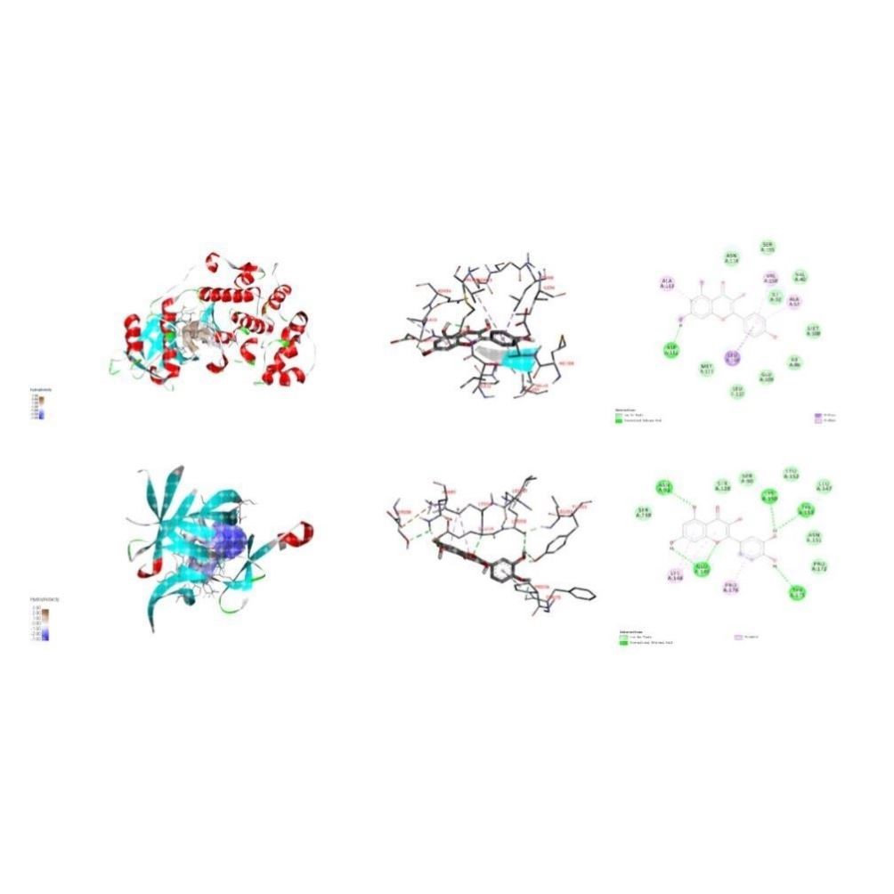 竞争性内源RNA网络 lncRNA-miRNA-mRNA 构建