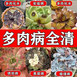 多肉白粉黑斑病专用杀菌植物通用增肥营养液肥料专用爆芽素营养液