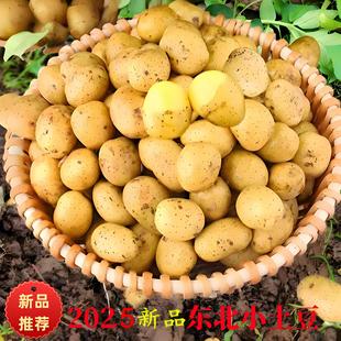 东北迷你小土豆农家自种黄心粉糯马铃薯薄皮小洋芋烧烤腌菜蒸土豆