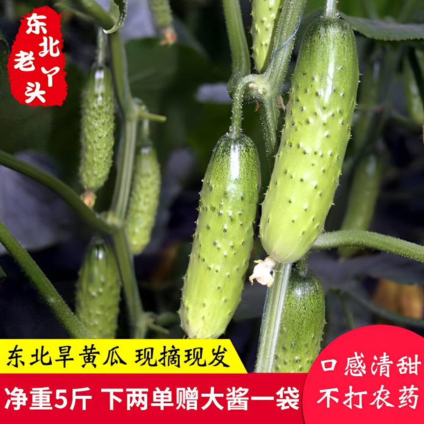 东北吉林农家特产旱黄瓜当季新鲜水果蔬菜可生吃现摘现发散装包邮