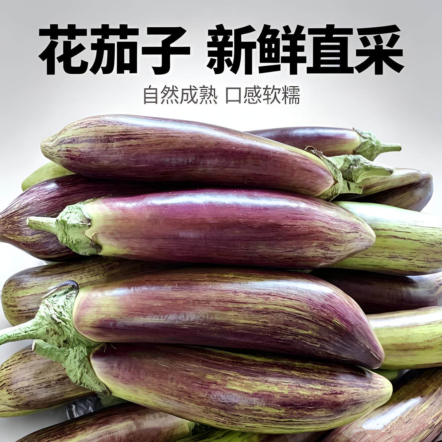 东北新鲜蔬菜当季花茄子农家自种烧烤面包茄冰川茄产地直销包邮