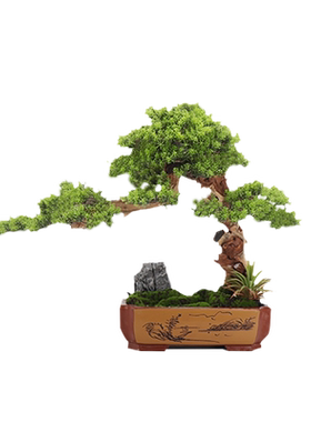 新中式风花艺售楼走廊迎客松树