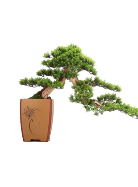 新中式风松树植物走廊盆景装饰品